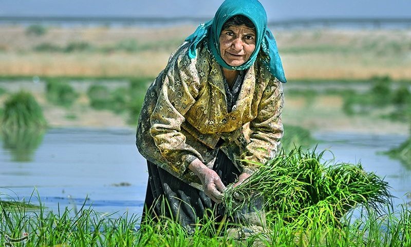 &quot;ورشکستگی آبی ایران&quot; بهای گزاف عدم اصلاح الگوی کشت