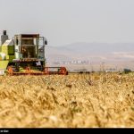 مطالبات گندمکاران تا آخر فردا تسویه می‌شود