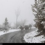 بارش برف در جاده‌های 2 استان/تردد روان در محورهای شمالی