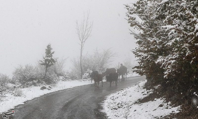 بارش برف در جاده‌های 2 استان/تردد روان در محورهای شمالی