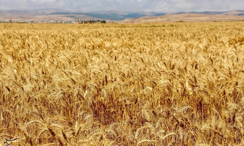 شرایط خرید تضمینی گندم از کشاورزان در 1404 مشخص شد