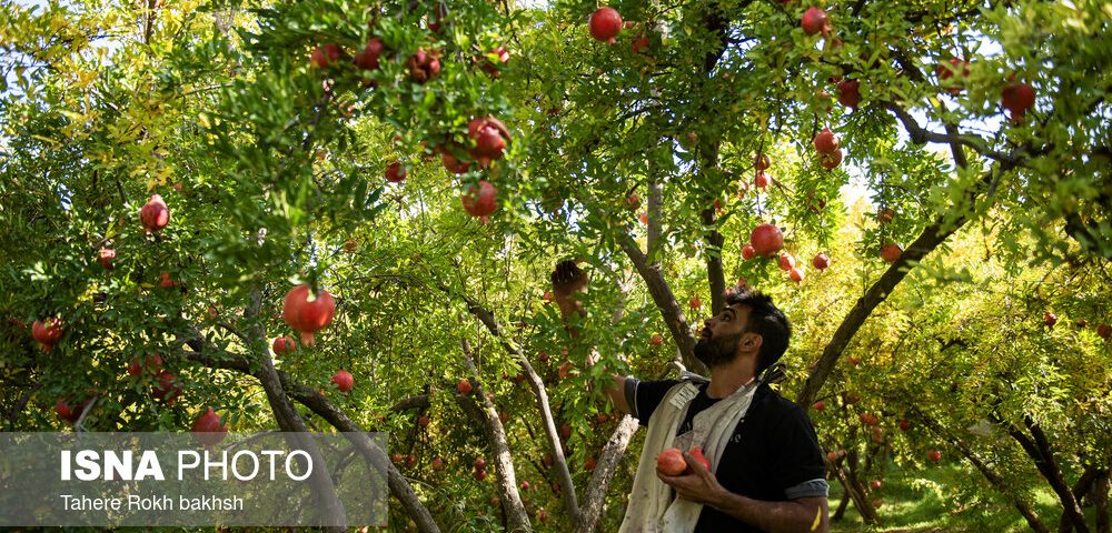 احداث ۲ هزار هکتار باغ جدید در لرستان