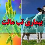 هشدار درباره افزایش ابتلا به تب مالت در کشور